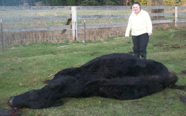 Dead Cow