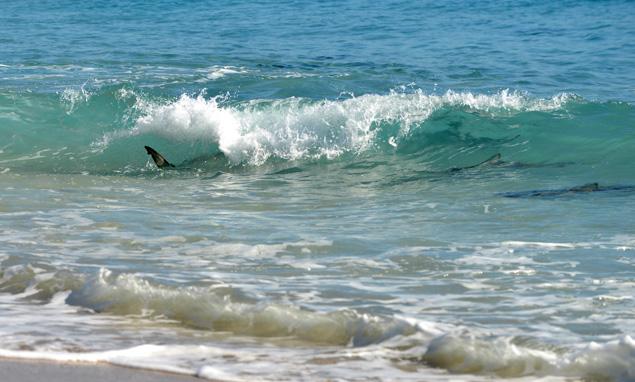 Sharks_1