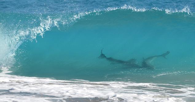 Click to enlarge Sharks_2