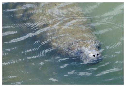 Manatee