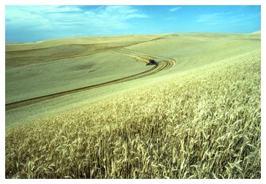 Click to enlarge Wheat Harvest