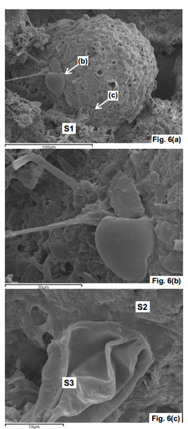 Meteor fossil1