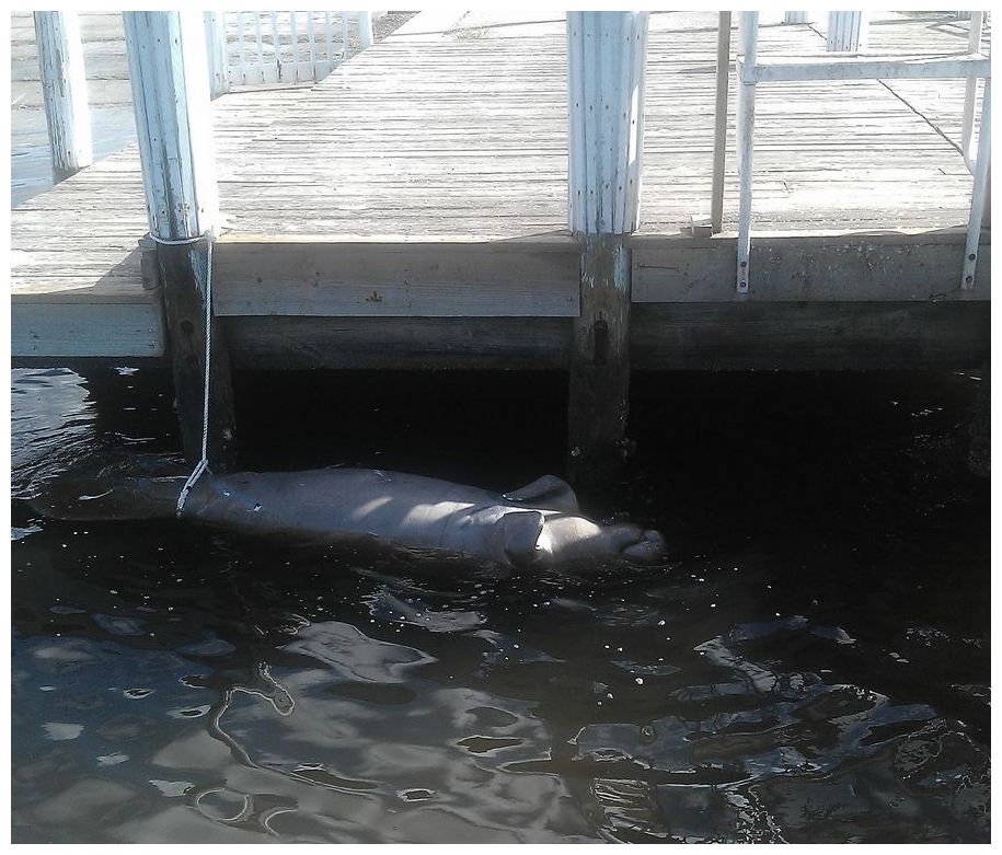 Record manatee deaths, but 'experts' say no harm to humans Health