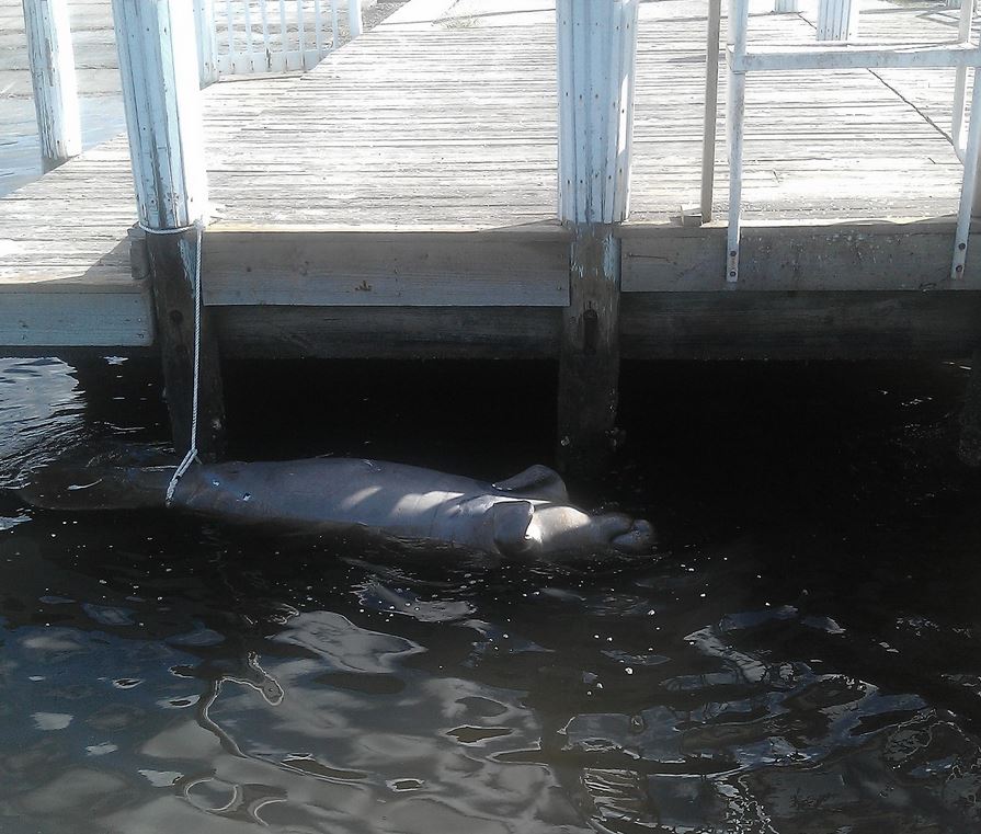 Dead Manatee