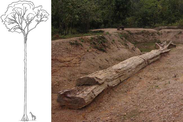 Click to enlarge Petrified Tree