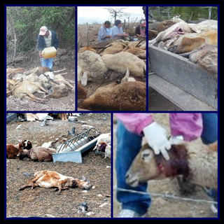 Dead Sheep