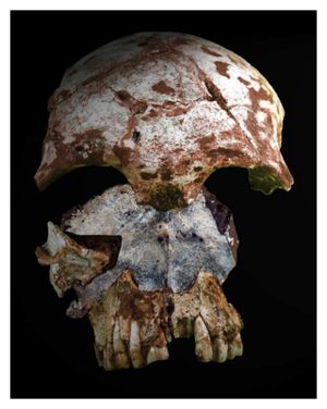 Click to enlarge Ancient Skull