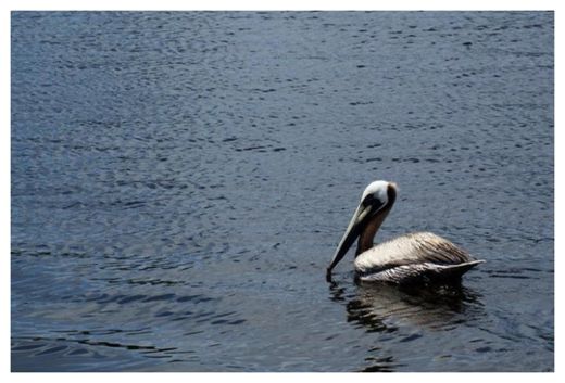 Pelican