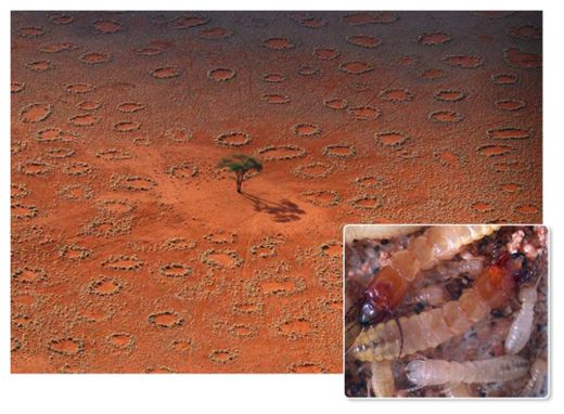 Fairy Circles