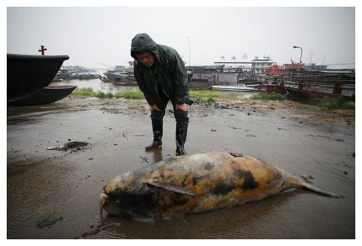 Dead Porpoise