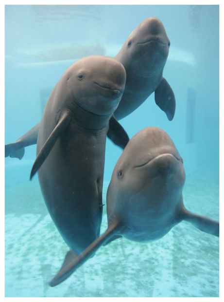 Click to enlarge Finless Porpoise