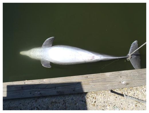 Dead Dolphin
