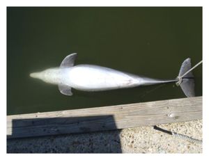Click to enlarge Dead Dolphin