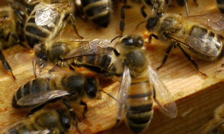 Bees and pesticides