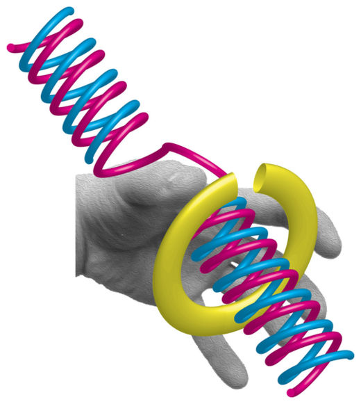 Click to enlarge DNA Replication