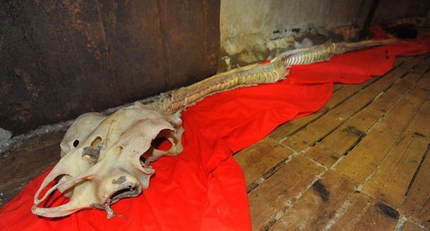 Skeleton