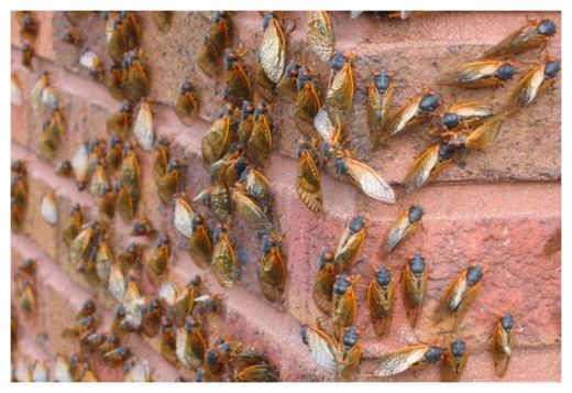 Cicadas