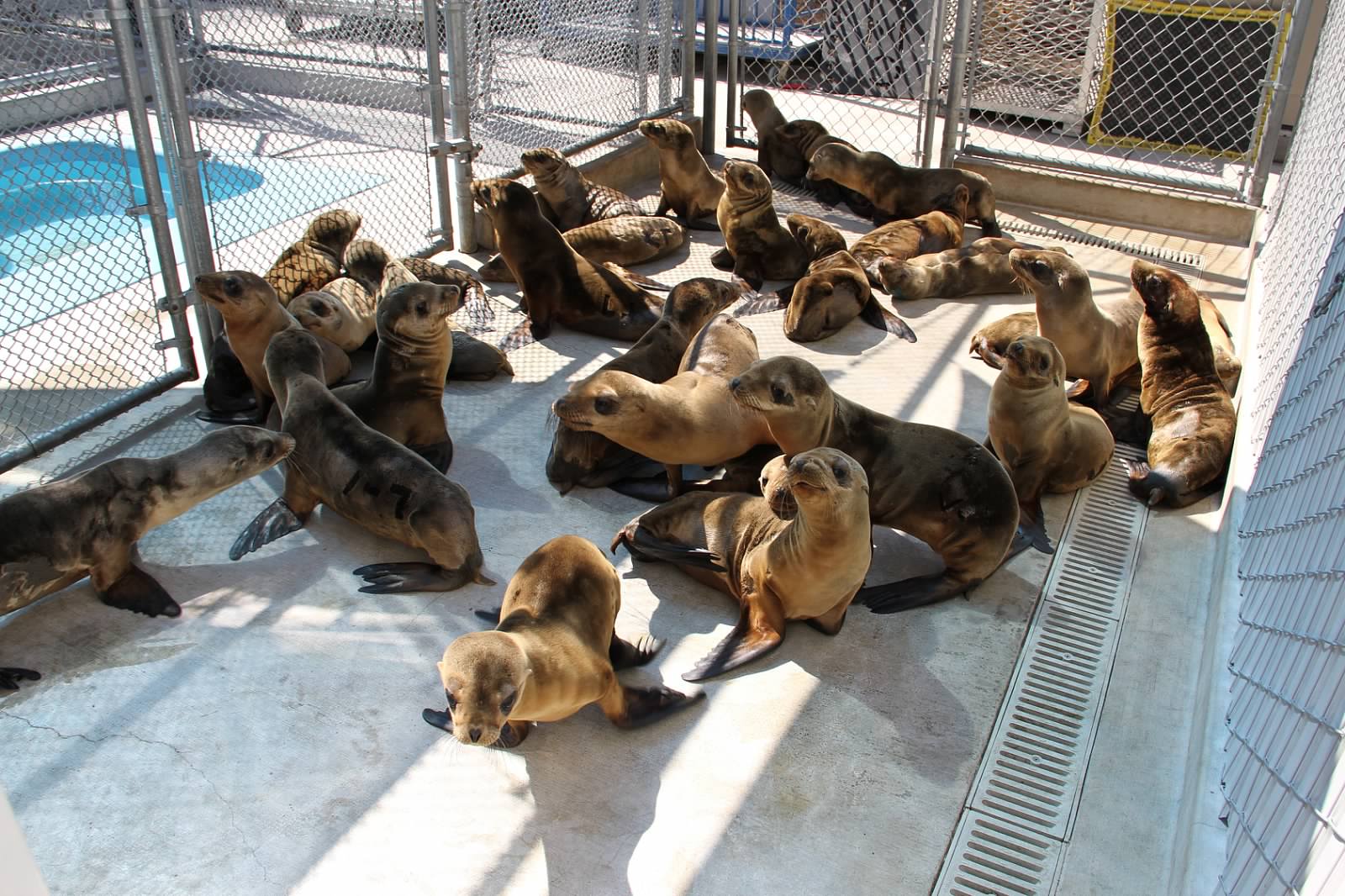 Sea Lions