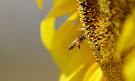 Click to enlarge Bee