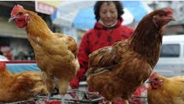 Bird flu chickens