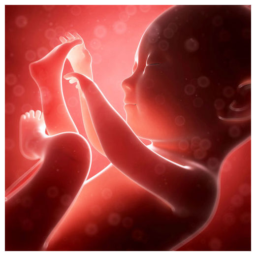 Click to enlarge Fetus