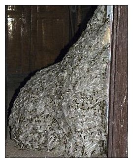 Wasp Nest