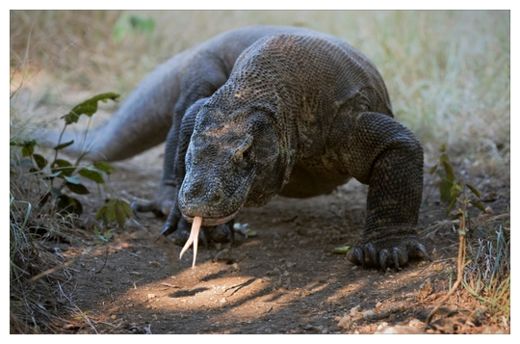 Click to enlarge Komodo dragon