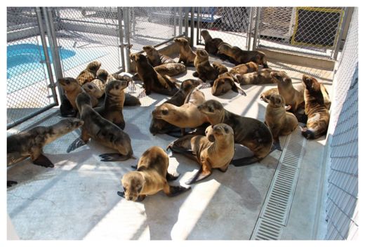 Sea Lions Rehab