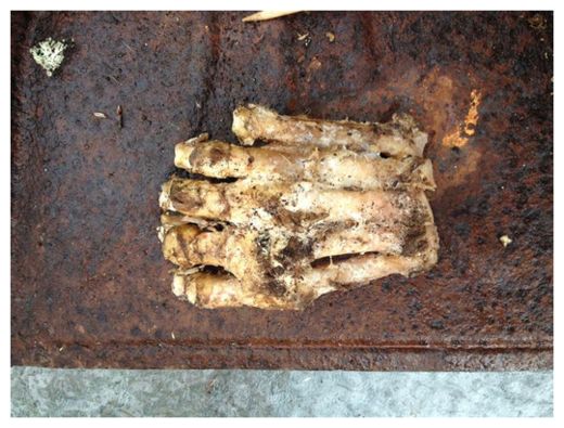 Foot