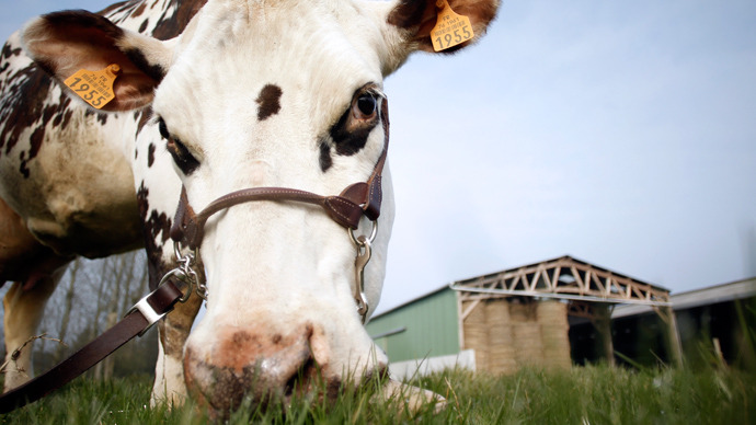 gmo bovine