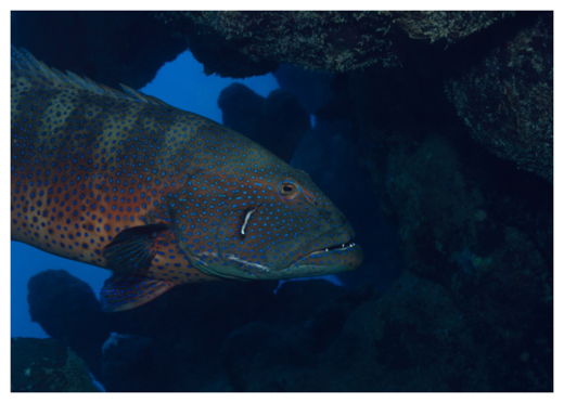 Click to enlarge Coral Grouper