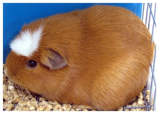 Guinea Pig