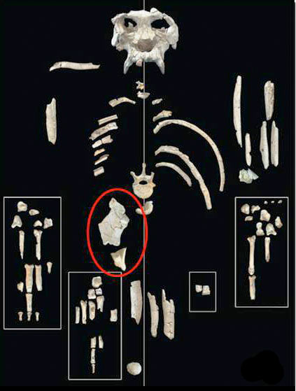 Click to enlarge Ape Fossil