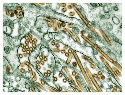 Virus
