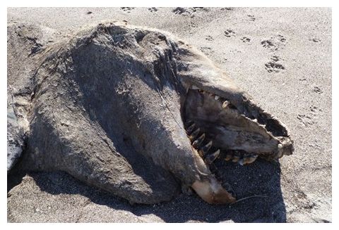 Dead Orca