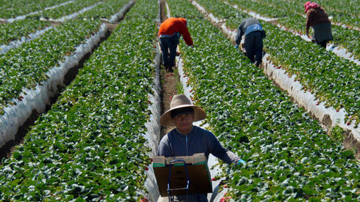 fruit pickers