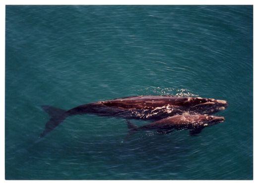 Right Whale