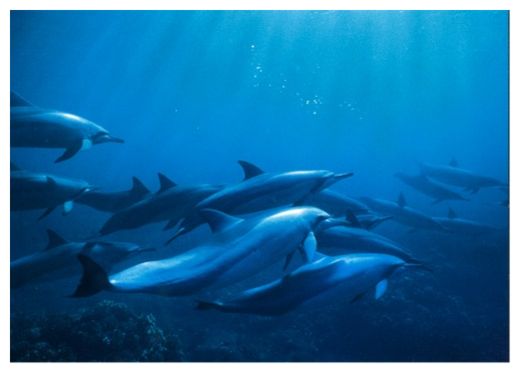 Dolphins