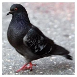 Pigeon