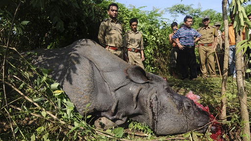 Killed Rhino