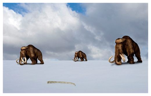 Click to enlarge Mammoth