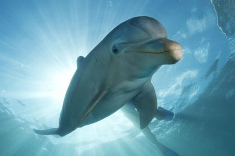 Click to enlarge Dolphin