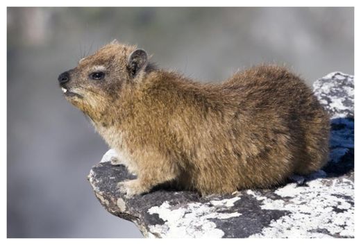Hyrax