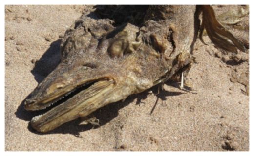 Mystery Creature
