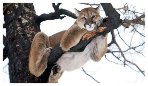 Click to enlarge Cougar