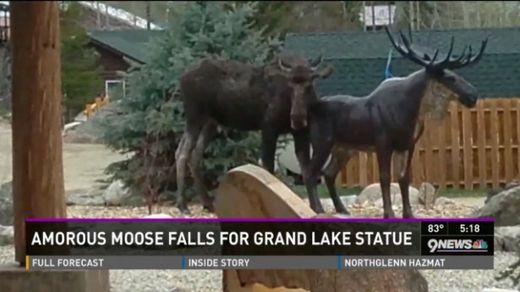 colorado moose