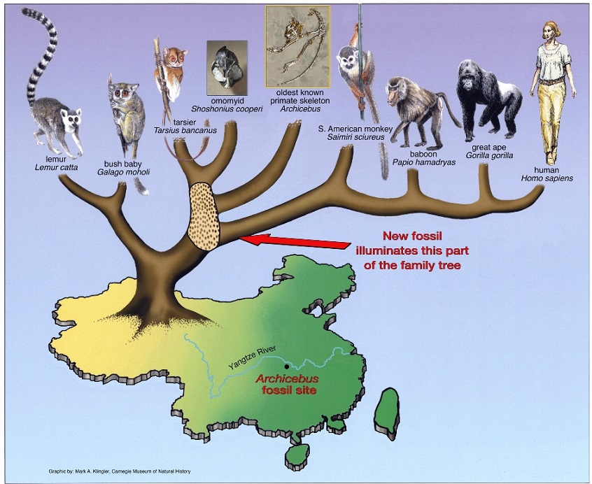 Click to enlarge Evolution Tree