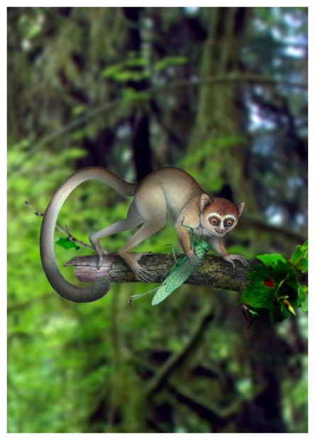 Archicebus