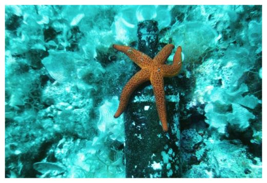 Deep Sea Trash