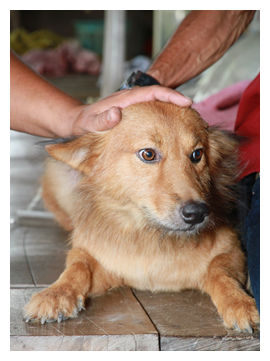 Pui